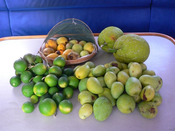 26- Quelques fruits recoltes en chemin 